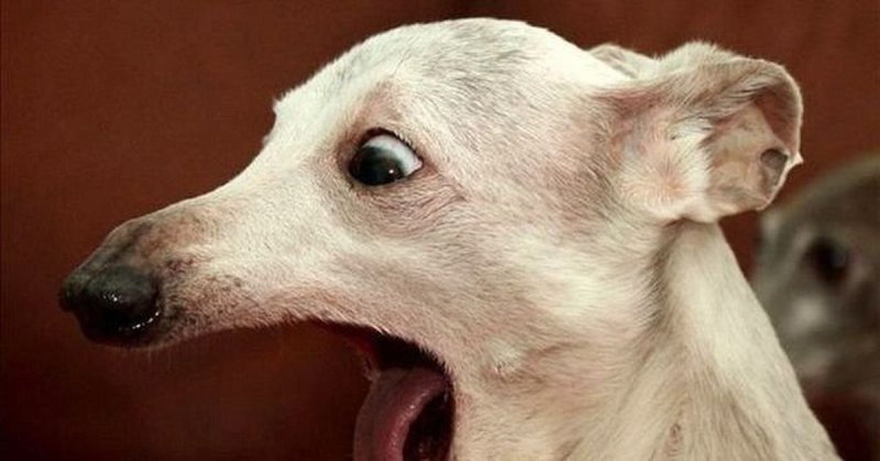 С орущей собакой