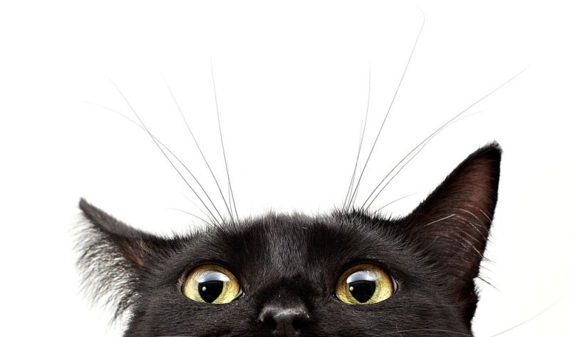 Морда кота на белом фоне