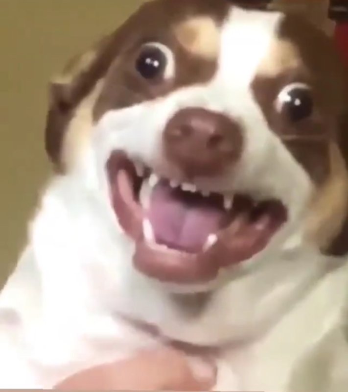 Mr Bubz собака