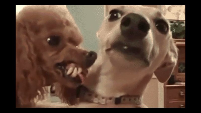 Гифки с собачками