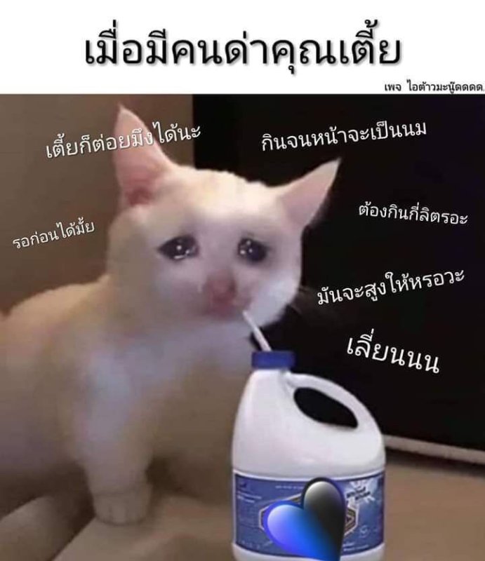 Плачущий кот показывает класс