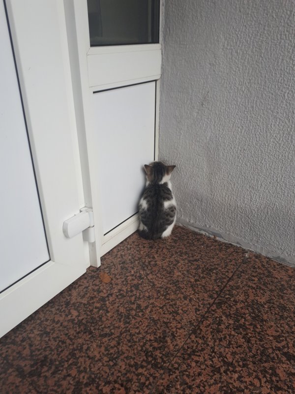 Маленький котенок в углу