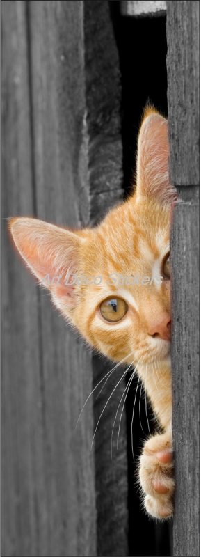 Кот выглядывает