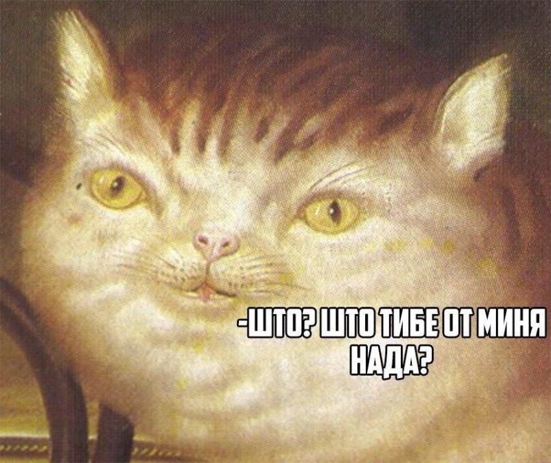 Упоротые коты