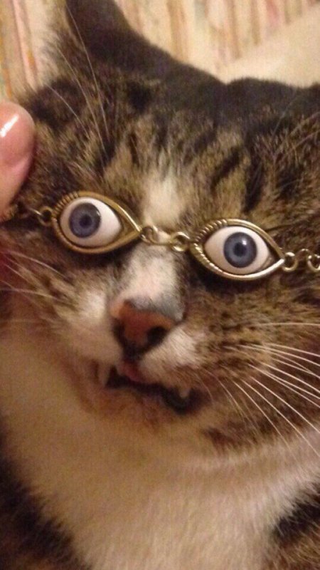 Смешной кот