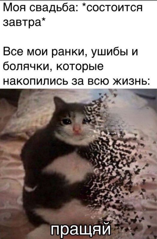 Кот исчезает Мем