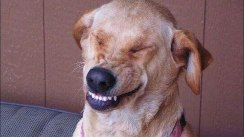 Смеющийся пес