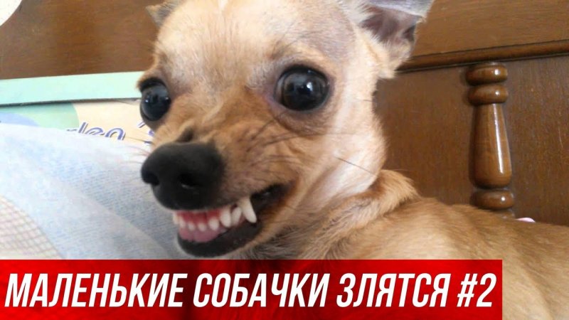 Псина чихуахуа злая