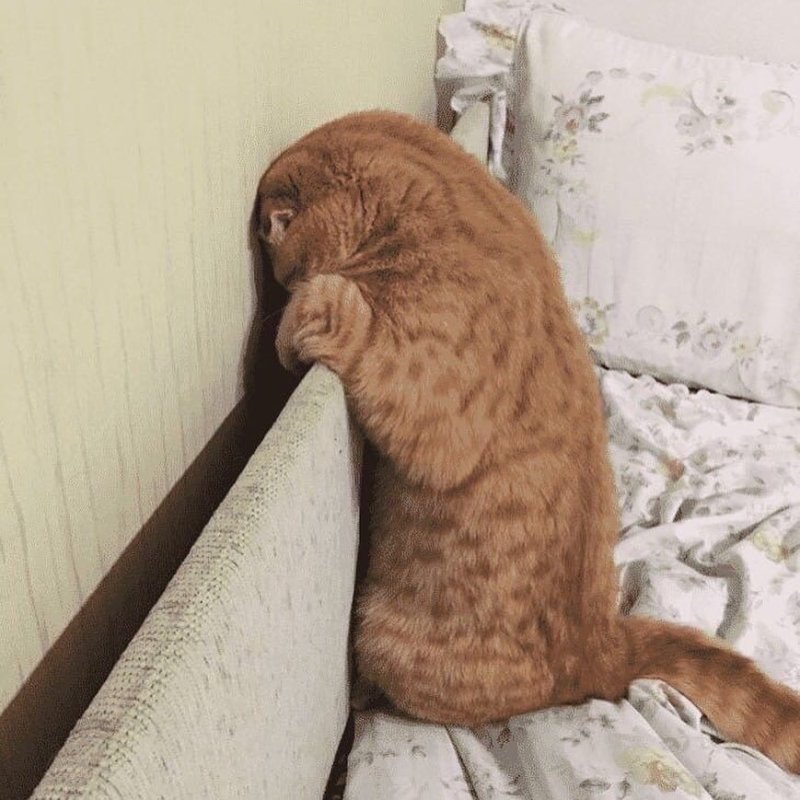 Обиженная кошка в углу