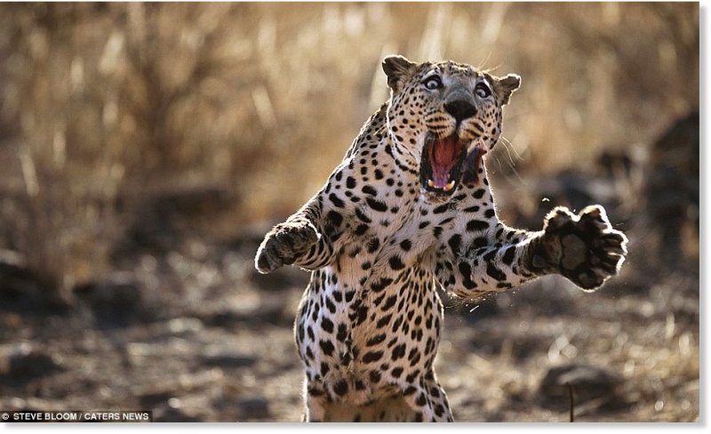 Лапа гепарда