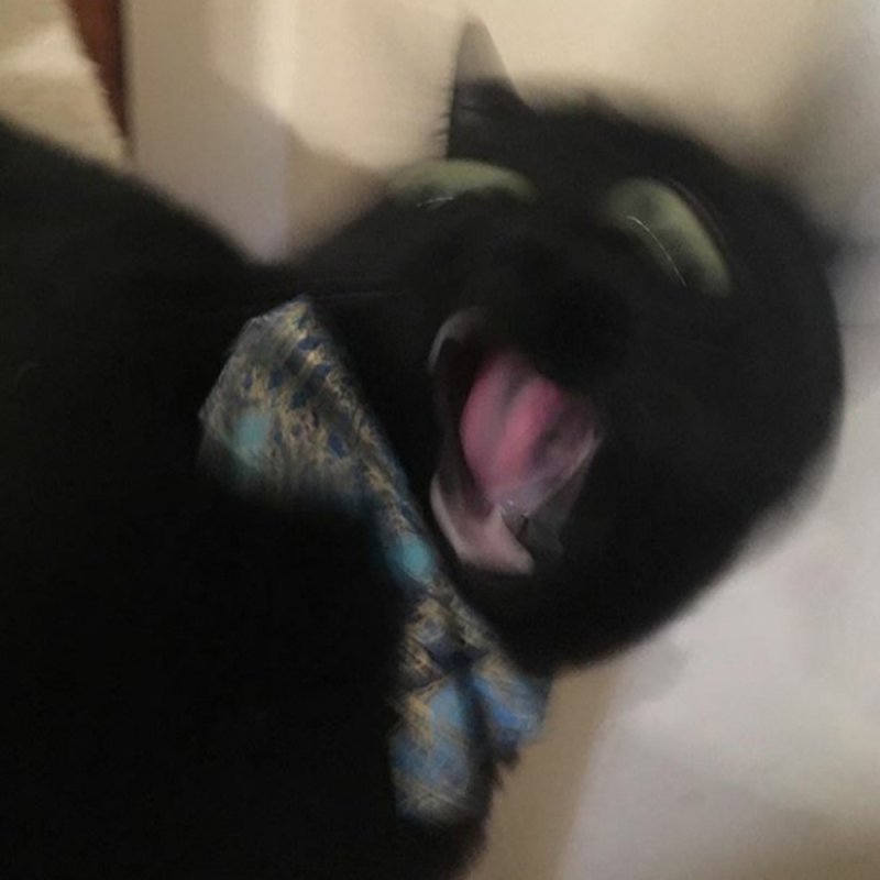 Смазанный черный кот