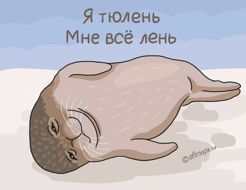 День тюлень