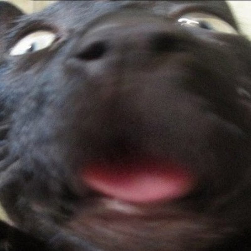 Кот размазанный смешной