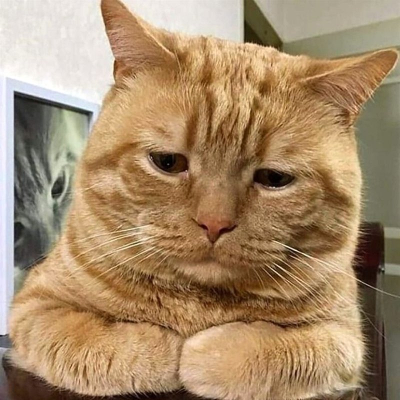 Кот обиделся