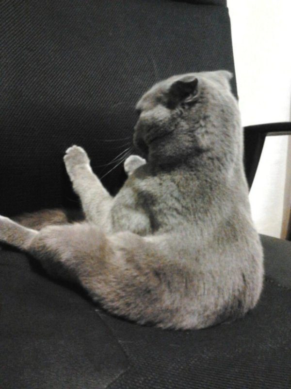 Обиженный котик