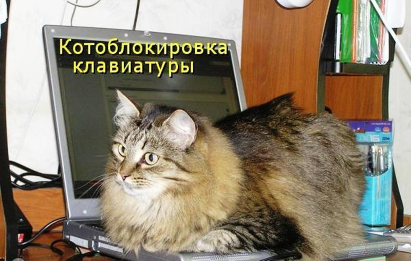 Коты за компом