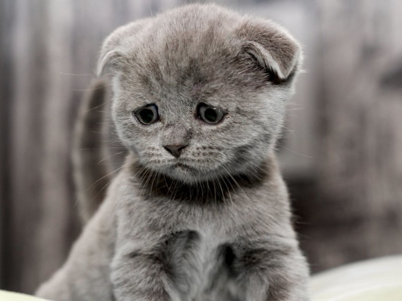 Печальный котенок