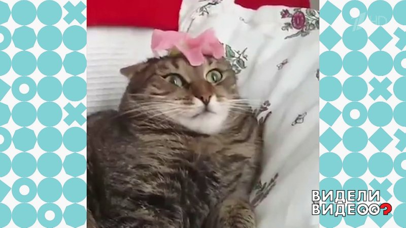 Кота положили цветок на голову