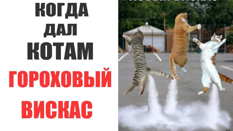 Новый вискас гороховый