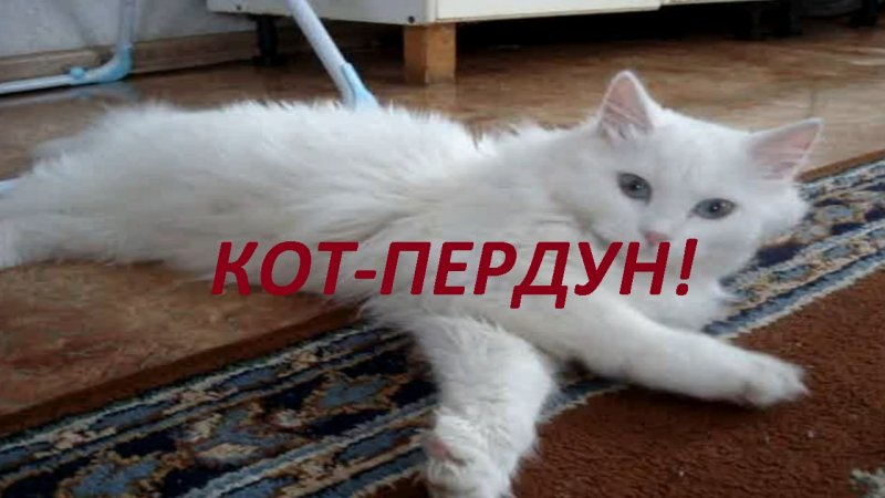 Коты которые пукают