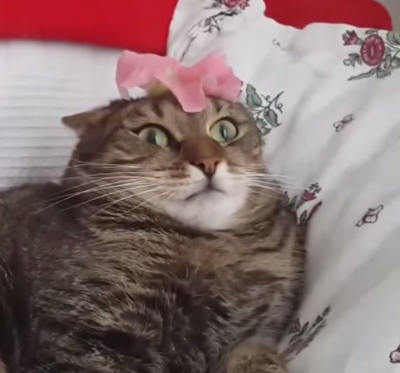 Кот с цветочком Мем