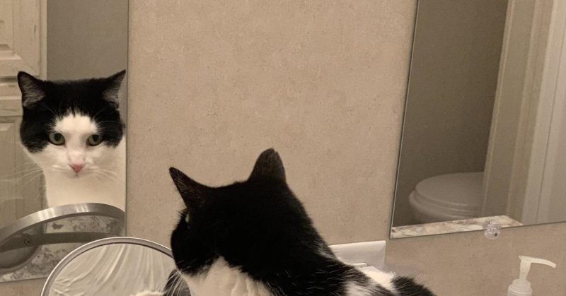 Кот перед зеркалом Мем