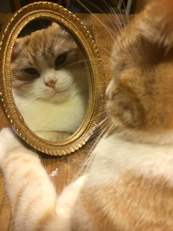 Кот любуется собой