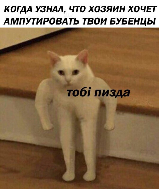 Котик на руках