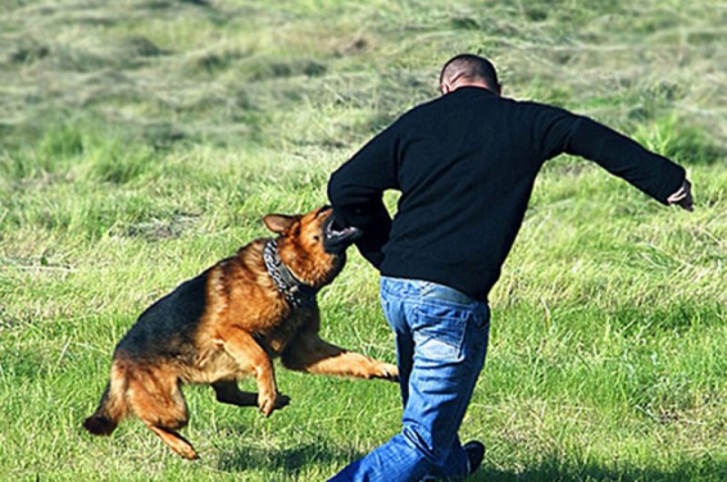 Нападение собаки на чело