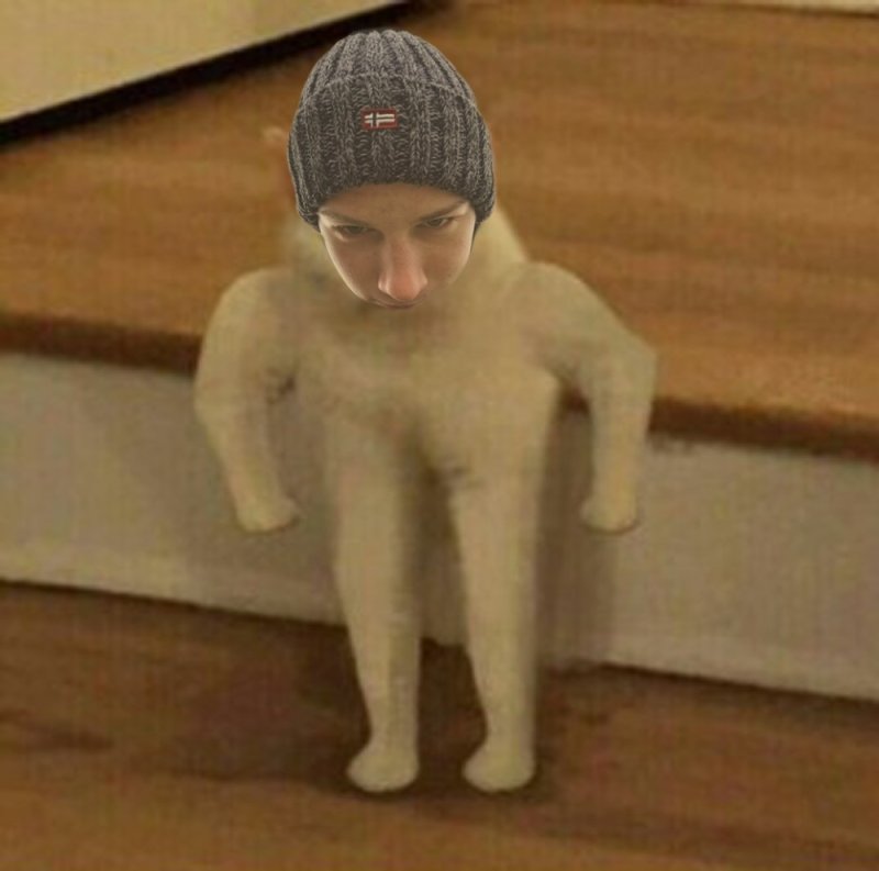 Мемы с котами без надписей