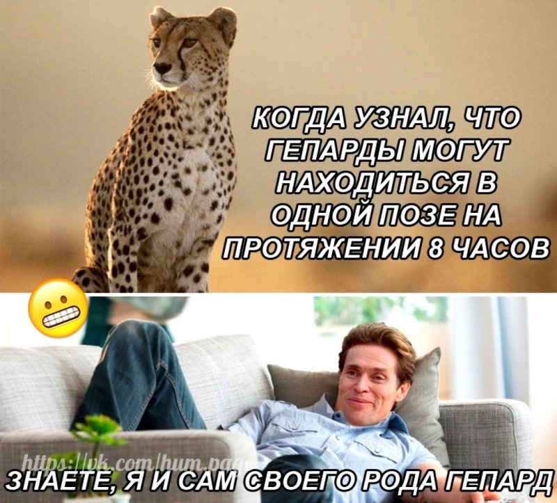 Анекдот про гепарда