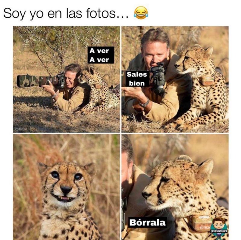 Гепард мемы