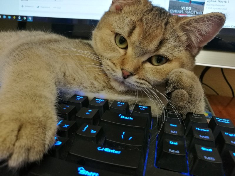Кот на клавиатуре