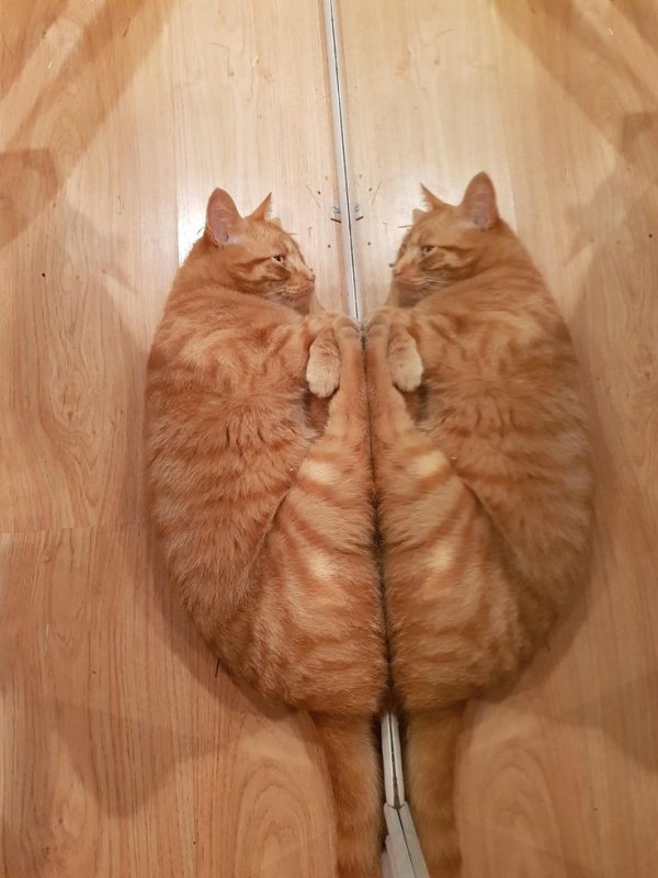 Зеркало кот