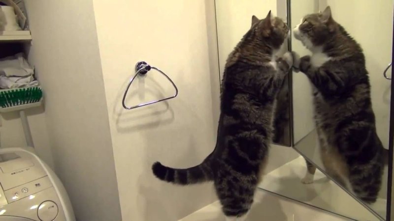 Кошка перед зеркалом