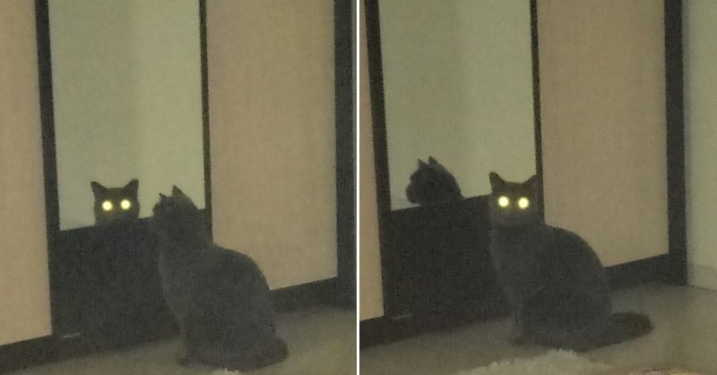 Кот перед зеркалом