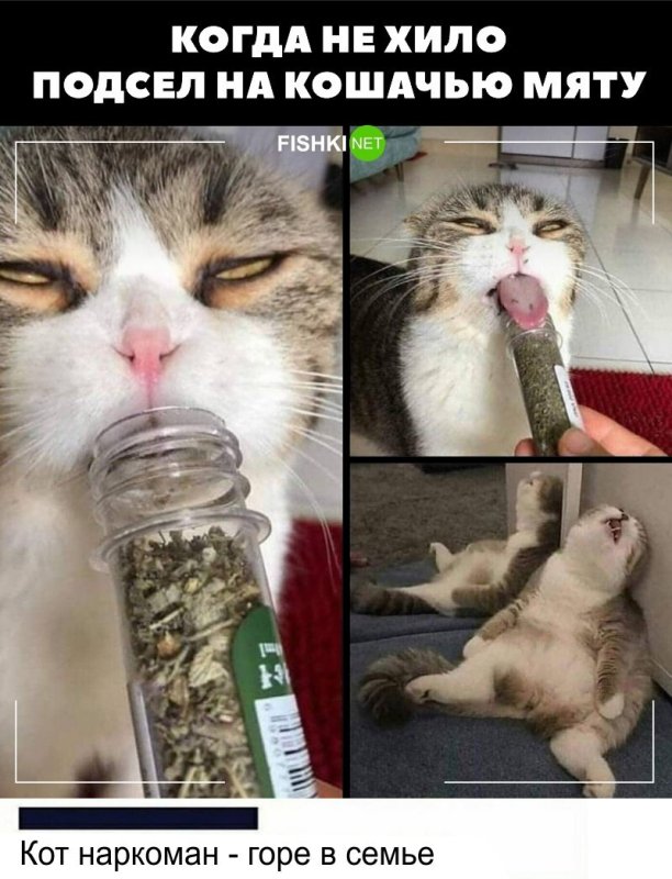 Кот наркоман в семье