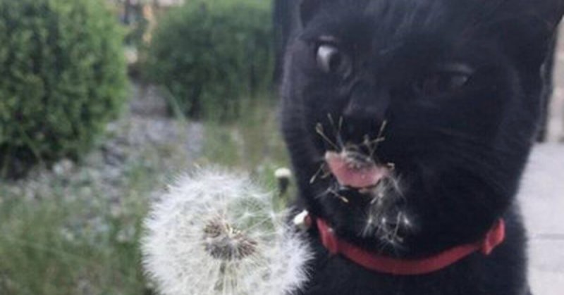 Кот и одуванчик