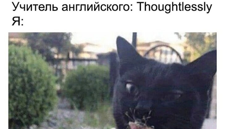 Мемы с черным котом