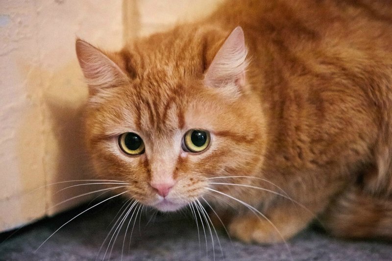 Рыжик кот