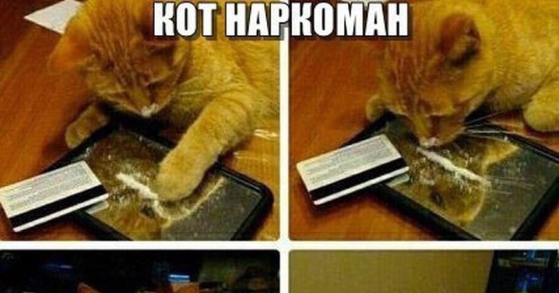 Котик наркотик