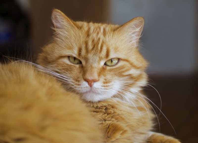 Рыжик кот Мем