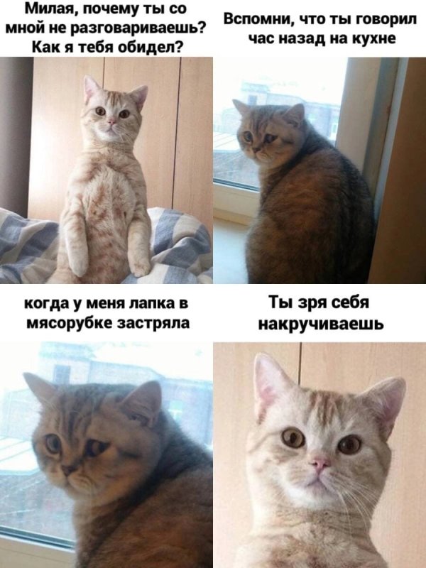 Смешные мемы с котами