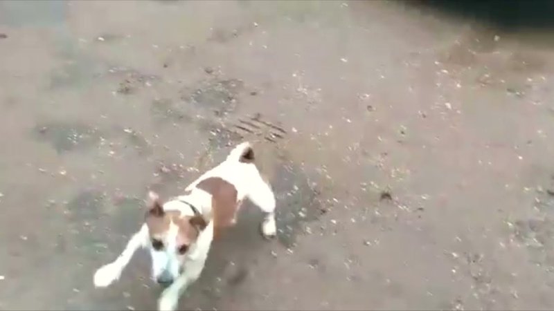 Собака Джек Рассел терьер и пивная кега