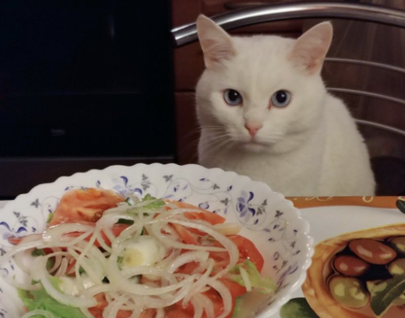 Кот за столом с салатом