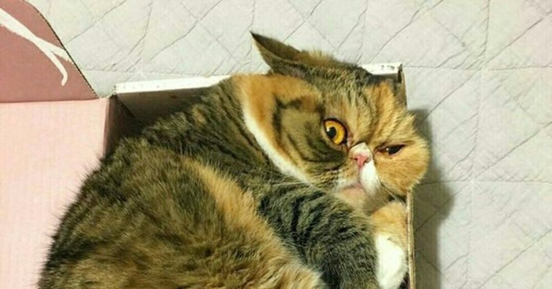 А мне нормально кот