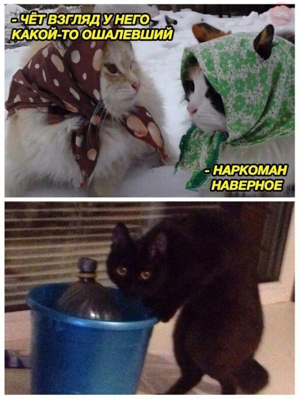 Кот наркоман горе в семье