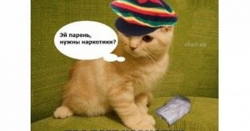 Кот наркот