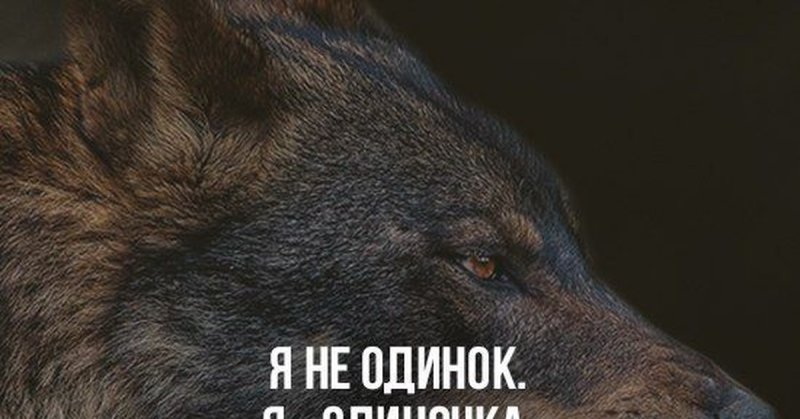 Волк одиночка