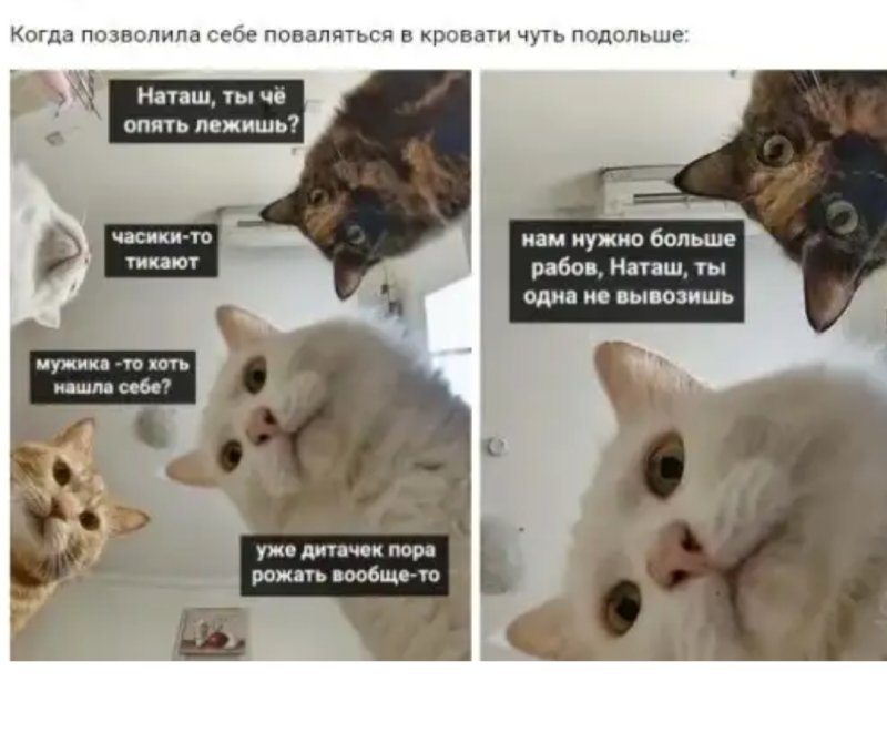 Мем с котами и Наташей